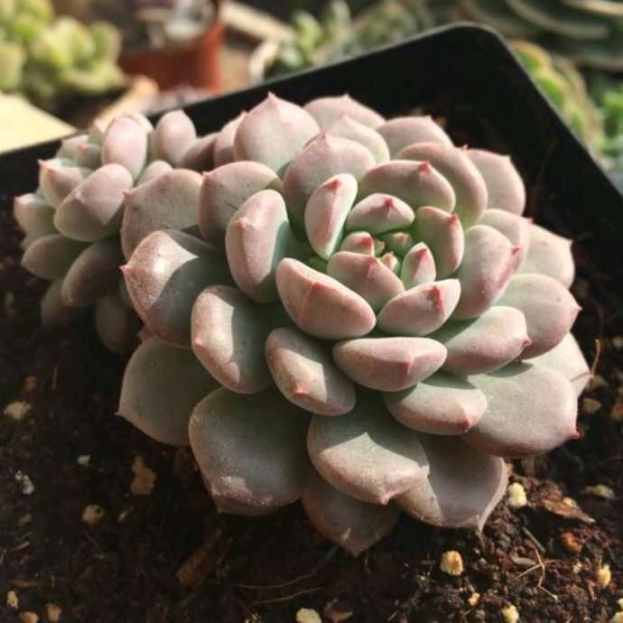 克拉拉 Echeveria clara