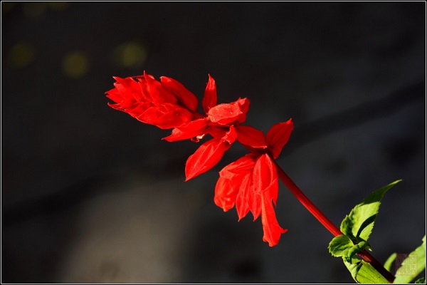 一串红的花语是什么