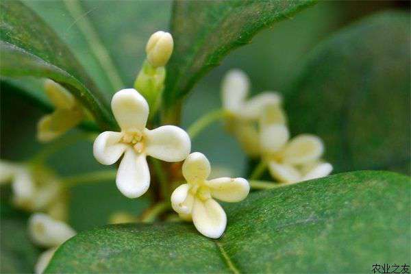 桂花叶枯病识别及防治