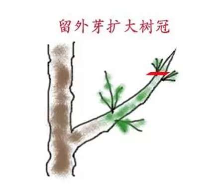 栀子芽口方向