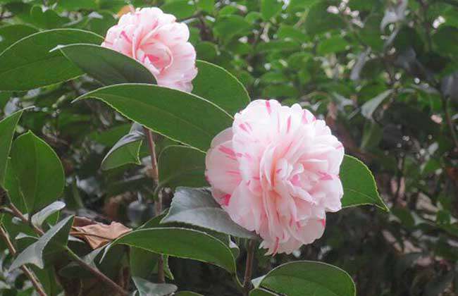 十八学士茶花价格及种植方法