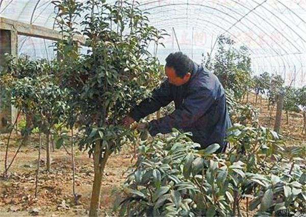 桂花树种植技术之修剪方式