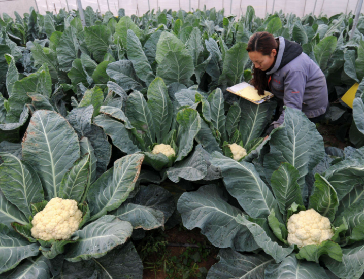 花菜怎么样施肥