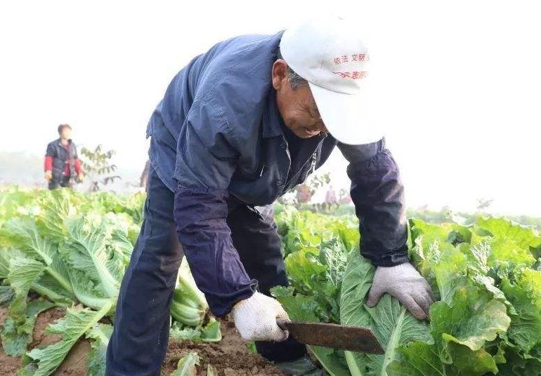 早春结球白菜栽培管理方法