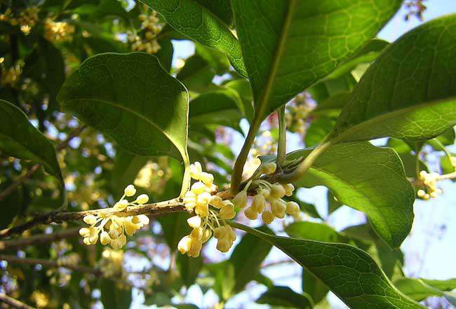 流苏树嫁接桂花技术