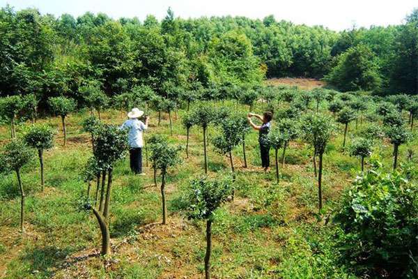 苗木市场复苏-今年种植苗木能赚钱吗？.jpg