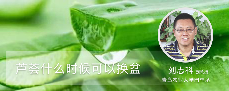 芦荟什么时候可以换盆