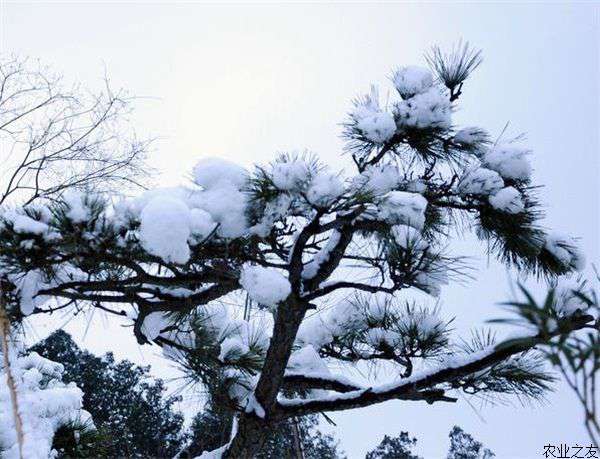 雪松栽培方法