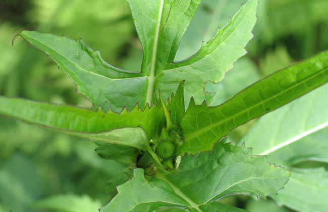 续断种子价格及种植方法