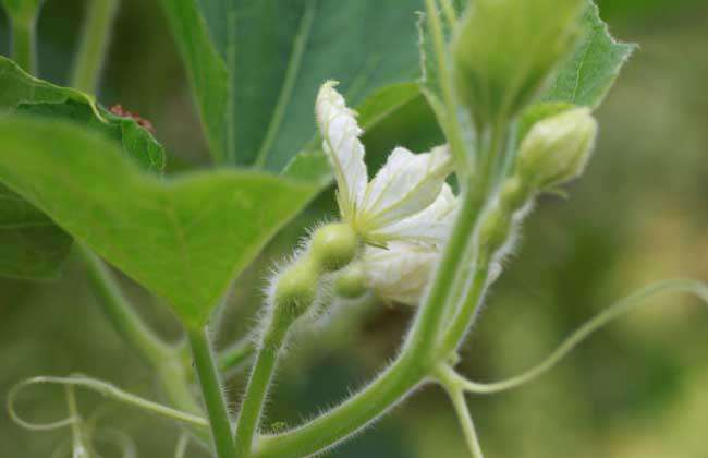 葫芦瓜怎么种植最好？