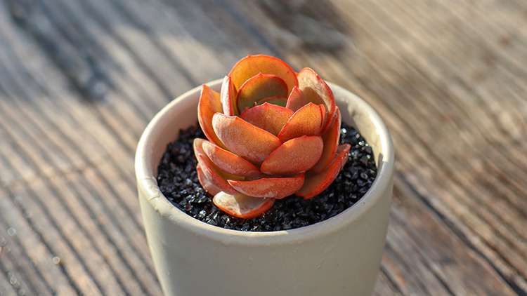 多肉秀妍 Echeveria Sunyan