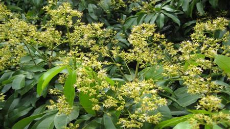 荔枝龙眼雌花多 重在调控花药肥