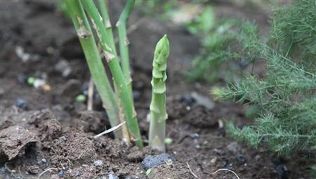 芦笋种植怎么防治茎枯病？