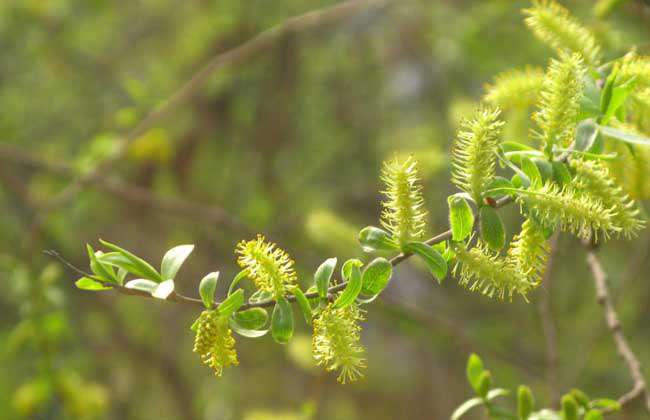 柳树什么时候开花？