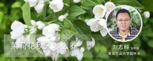 茉莉花秋天怎么养