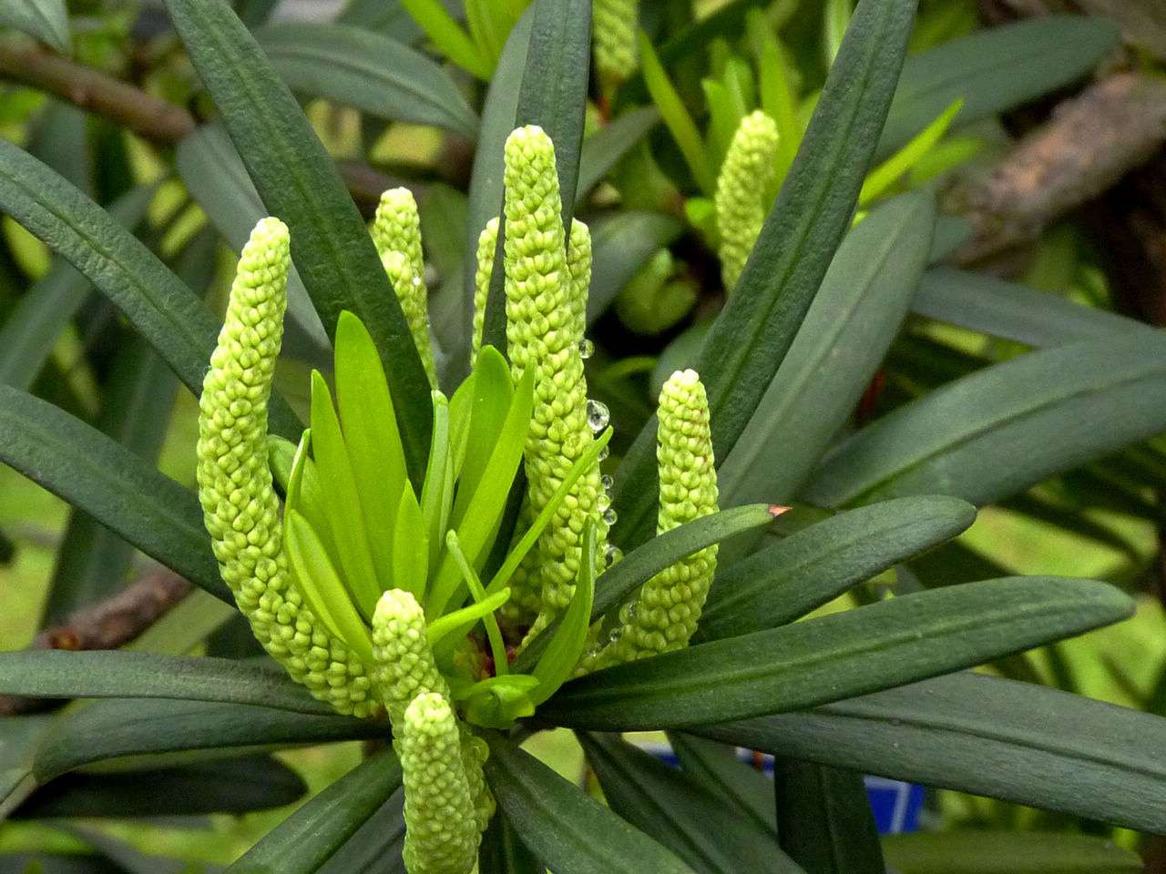 罗汉松开花