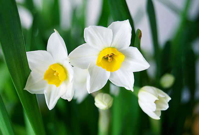 水仙花的养殖方法