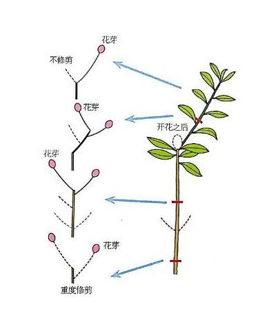 杜鹃花修剪示意图