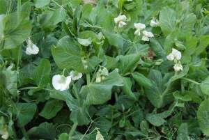 豌豆春秋季节种植时间