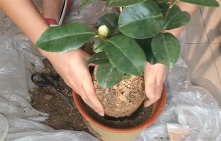 山茶花的种植方法，图解如何给孕蕾期间的山茶花换盆