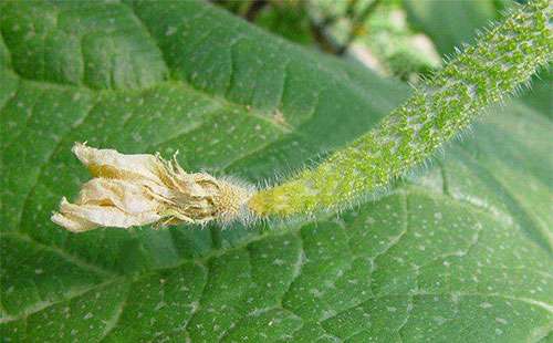 黄瓜花腐病的发病症状、 因素及防治措施