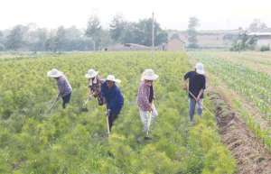 入秋后,苗木栽植该注意些什么-