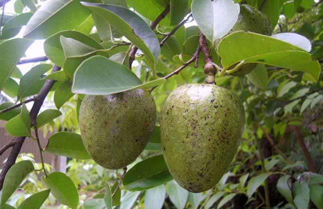 牛油果种植条件