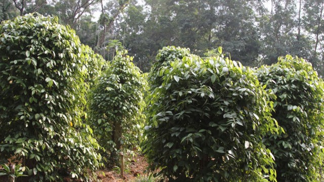 胡椒树的种植方法