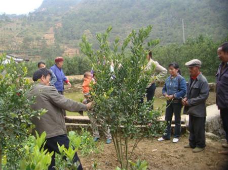 沙糖桔种植技术