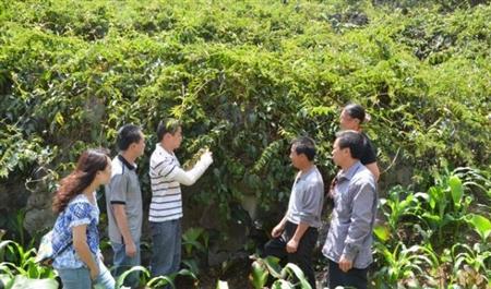 金银花种植技术图片视频