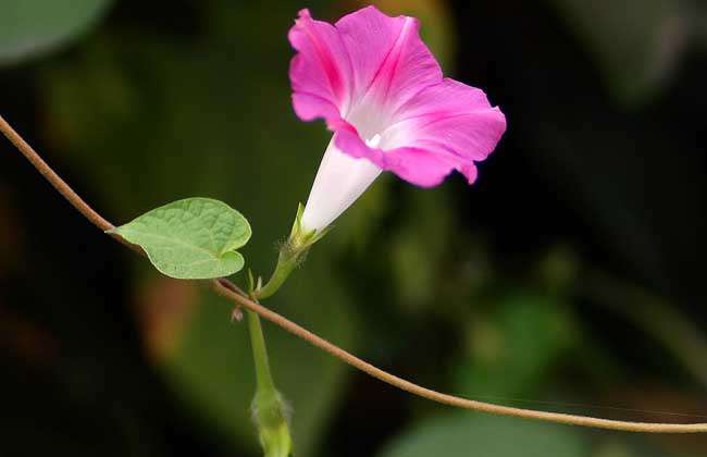 牵牛花种子价格及种植方法