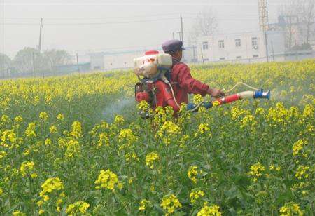 什么是油菜“花而不实”？