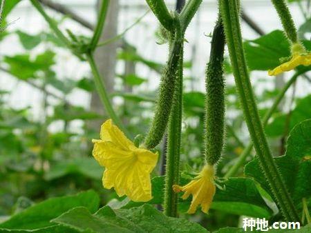 温室种植黄瓜要注意哪些？