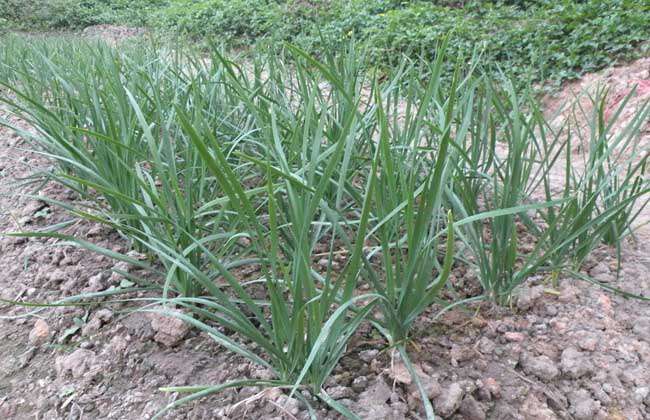 韭菜种子价格及种植方法