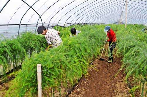 芦笋产量低的 因素及其技术改造措施