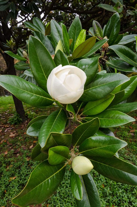 荷花玉兰花叶