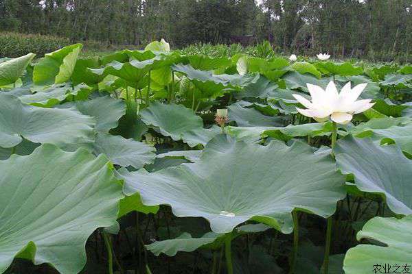 节水莲藕种植技术