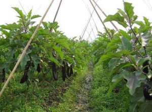 夏季茄子施肥有门道，正确合理施肥技术