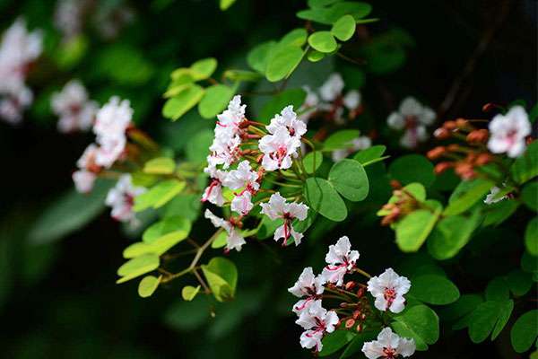 花灌木害虫防治4.jpg