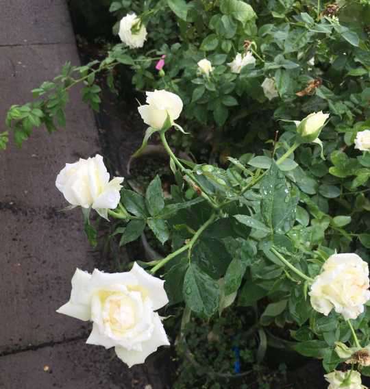 风雨洗礼过的月季花