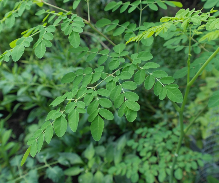 辣木树的种植方法 辣木树适合在哪里种植