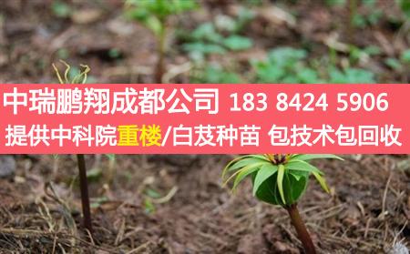 重楼种植后如何管理？