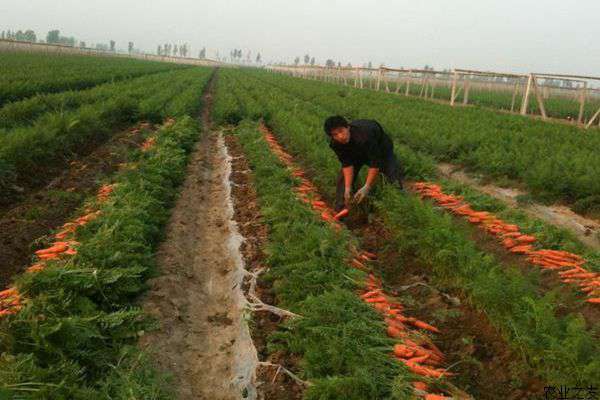 胡萝卜种植田管防虫两不误