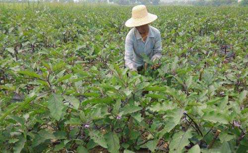 茄子生长不同时期的不同施肥方法