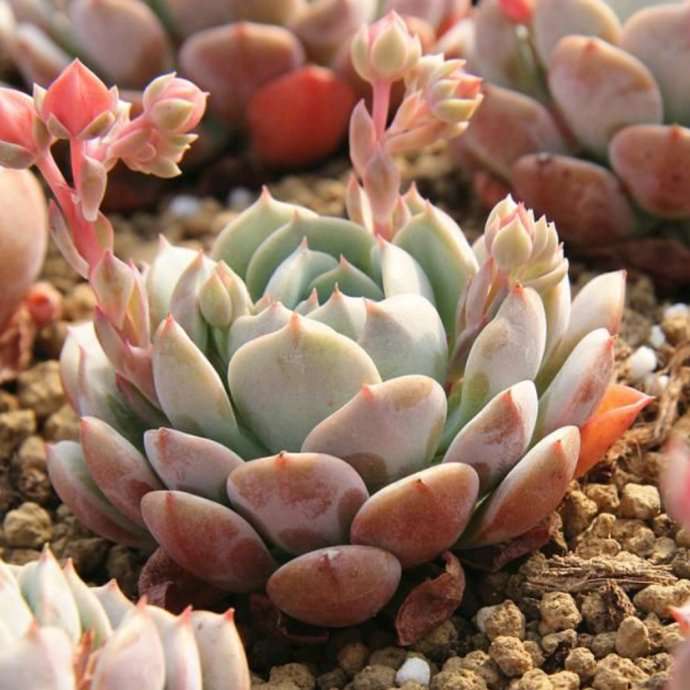 克拉拉 Echeveria clara