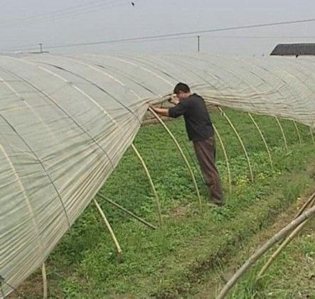 茼蒿种植怎么能高产？