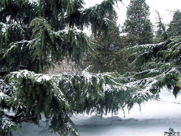 雪松种植的繁殖方法