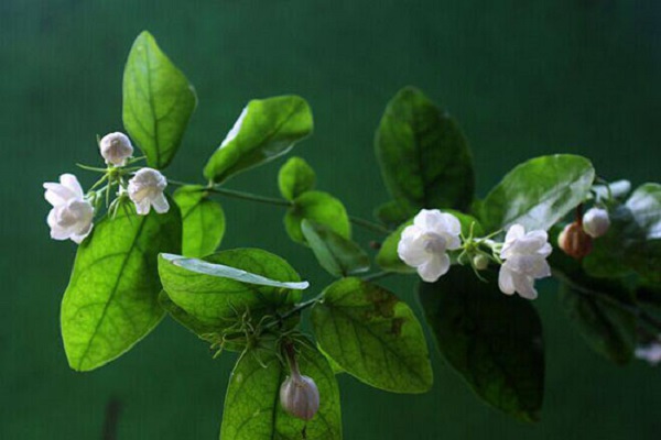 茉莉花开花前怎么养护