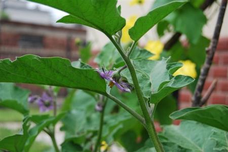 茄子种植：茄子栽培技术视频图片