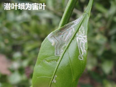 脐橙种植技术